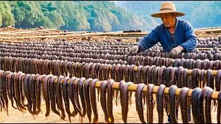 Thumbnail: Leech Farming Technique - How Chinese Farm and Consume Billions of Leech - Leech Processing