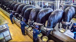 Thumbnail: Millions Of Buffaloes Raised And Harvest For Milk, Cheese & Meat – Process Buffalo Meat In Factory