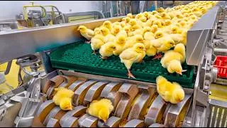 Thumbnail: Chicken Mega Factory: Egg Incubation & Meat Production Technology | Best Compilation 2026