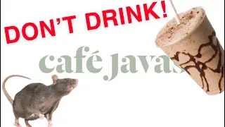 Thumbnail: Cafe Javas is serving you Rats!