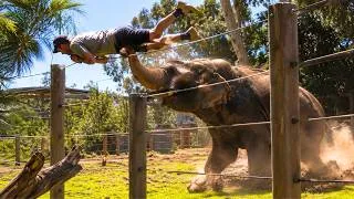Thumbnail: 40 Most Shared Animal Moments Ever Captured On Camera