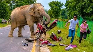 Thumbnail: 35 Times People Underestimated Wild Animals