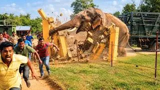 Thumbnail: 33 Unbelievable Elephant Encounters Ever Caught On Camera