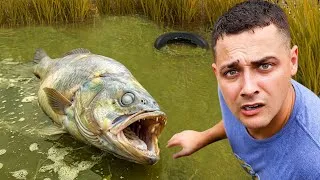Thumbnail: I Found Dead Fish in the Abandoned Pond! 