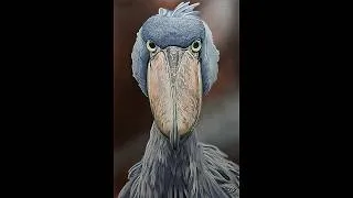 Thumbnail: Painting a Shoebill Stork | Realistic Bird Art Process