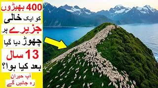 Thumbnail: 400 Sheep were left on an Island - What happened after that you will be Surprised
