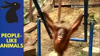 Thumbnail: Unbelievable Almost Human Animals, Pets Love Videos #10 [Just Animals] [Amazing Wow] Video Wow