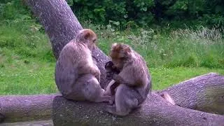 Thumbnail: Baby Monkey with the Daddy - Watch How Cute They Are