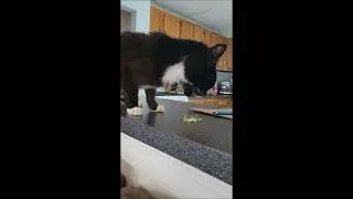 Thumbnail: Cookie has Some Salad