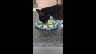 Thumbnail: Cookie Eats Green Beans
