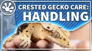 Thumbnail: Crested Gecko Care Guide: Handling your Gecko and Crestie Body Language