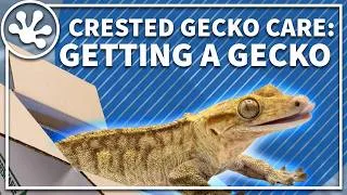 Thumbnail: Crested Gecko Care Guide: Getting a New Gecko | Everything you need to know about finding a gecko