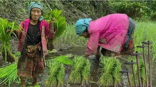 Thumbnail: A Grandma’s Simple Life & Hard Work | Beautiful Rice Planting in Rural Nepal.