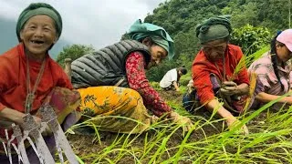 Thumbnail: Traditional Farming Life in Nepal | Grandmother Planting Millet with Community Support .