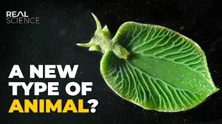 Thumbnail: This Slug Should Be Impossible