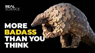 Thumbnail: The Insane Biology of: The Pangolin