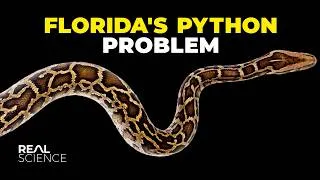 Thumbnail: Why This Giant Snake Is So Destructive