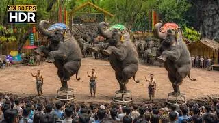 Thumbnail: 🇹🇭 4K HDR | An Amazing Show 🐘 The Smartest Elephant in the World | Safari World Thailand