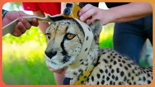 Thumbnail: I Put Hidden Cameras On Wild Animals... Here's What Happened