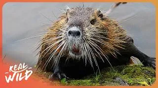 Thumbnail: WILD ITALY: Survival in the Alps | Nature Documentary