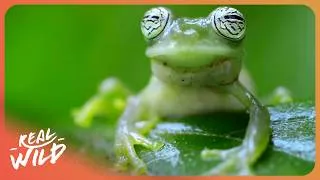 Thumbnail: UNSEEN ECUADOR | World’s Most Diverse Cloud Forest | 4K