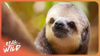 Thumbnail: Saving Kesha: The Sloth That Survived A Fractured Jaw