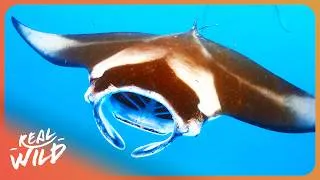 Thumbnail: The 20-Foot Ocean Giant With A Brain Smarter Than Sharks