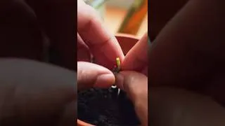 Thumbnail: Ganito ang magtanim ng sariling cloves.
