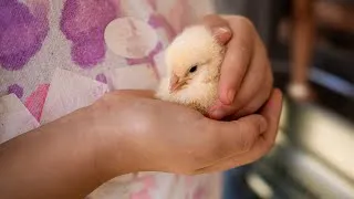Thumbnail: The lessons our kids learn by homesteading