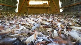 Thumbnail: Our neighbor's dogs killed all our chickens. This is how we responded.