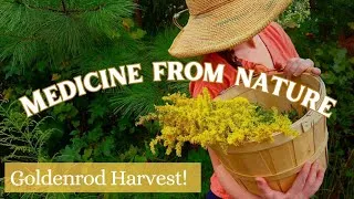 Thumbnail: Making Medicine with Wild Flowers! Goldenrod Harvesting | Making Massage Oil, Tincture, and Honey