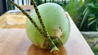 Thumbnail: Coconut Cutting Satisfying ASMR no.68 [4K][60FPS][HDR]