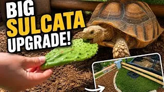 Thumbnail: We Are Fixing Our Sulcata’s Enclosure | And We Got Two New Reptiles! 