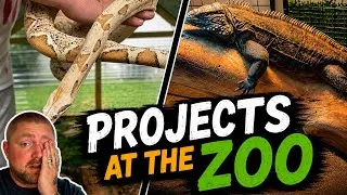Thumbnail: What are we working on at the zoo 