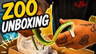 Thumbnail: Unboxing New Animals At the Zoo 