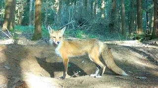 Thumbnail: Fox Mom Hunts for Her Pups! Baby Pups Follow, Hunt Bugs & Chase Tails