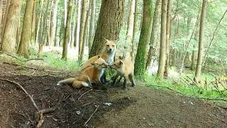 Thumbnail: These Baby Red Foxes Won't Stop Bothering Their Mom