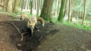 Thumbnail: Mom Red Fox Stalks & Finally Catches Squirrel As Pups Start to Hunt Insects