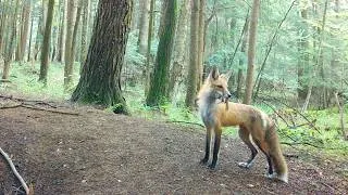 Thumbnail: Single Mom Fox's Incredible 3 Day Food Haul, 2 Geese, 3 Goslings, 2 Chipmunks, 13 Rodents & a Fish