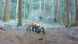 Thumbnail: Cute Fox Pups Practice Hunting Skills Playing with a Mole While Mom is Away