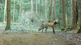 Thumbnail: Did an Injured Mom Red Fox Spread Her Pups Out Because of the Coyote?
