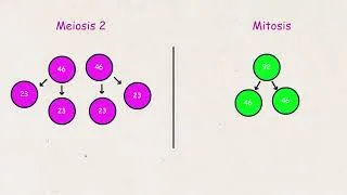 Thumbnail: Meiosis cell division #meiosis #cellbiology #celldivision #biology #science