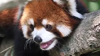 Thumbnail: Sweet sister red pandas sleeping face-to-face