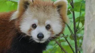 Thumbnail: Lady Cream discovered some delicious bamboo shoots