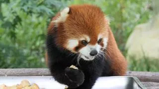 Thumbnail: A boy quietly picking out apples