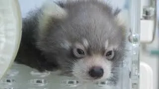 Thumbnail: The baby in the incubator