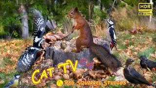 Thumbnail: Nature Escape🍀 with Beautiful Birds and Red Squirrels🐿️ Cat TV NO ADS😻
