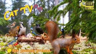 Thumbnail: Cat TV NO ADS😻 Squirrel Fun and The Cutest Little Birds on Earth