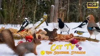 Thumbnail: Cat TV NO ADS😻Bird Fun in the Snow❄️ Squirrels vs Magpies Blackbirds  Jays & Little Birds Everywhere