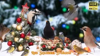 Thumbnail: CAT TV NO ADS😻 White Xmas with Beautiful Birds and Nature Sounds